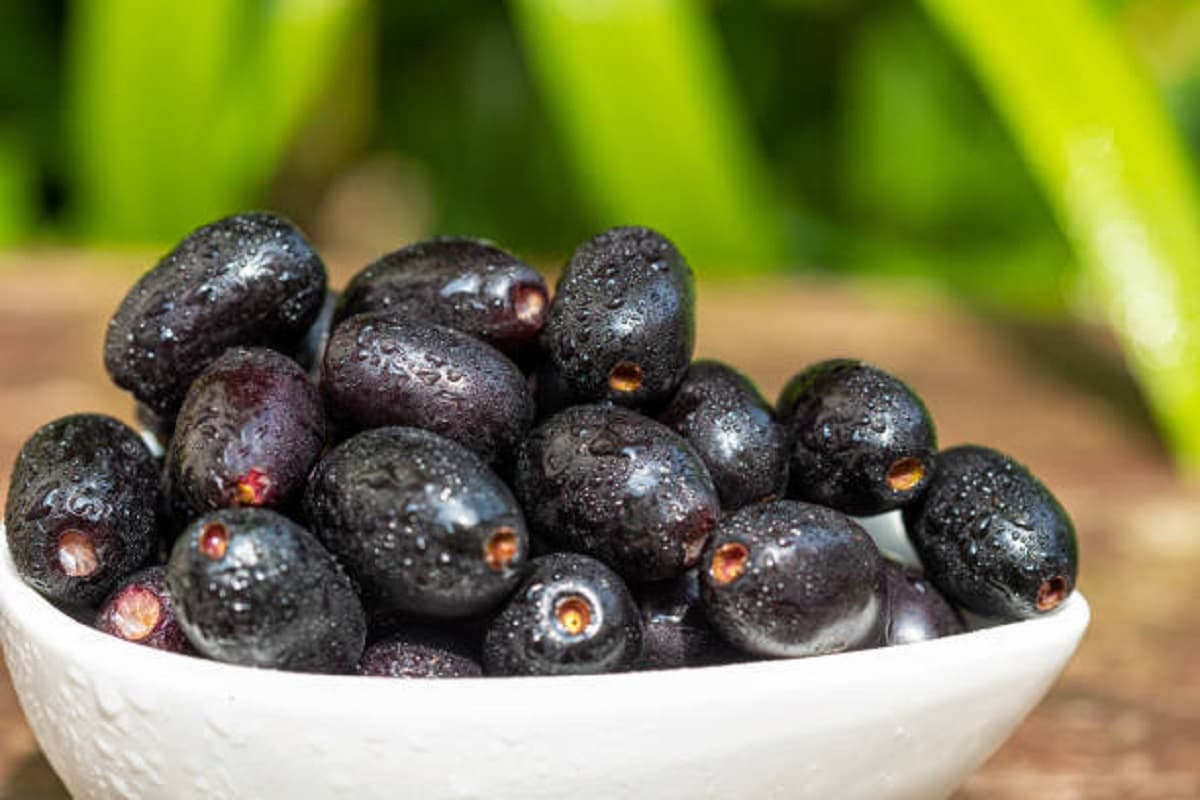 jamun jamun