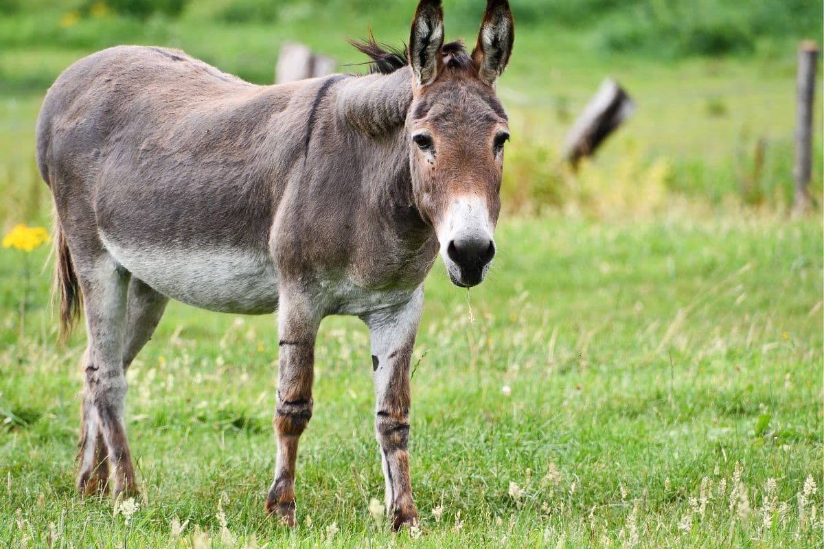 Lesson to Learn from Donkey: आज की दुनिया में टिके रहना है? गधे से सीखें जीवन के 3 अनमोल सबक