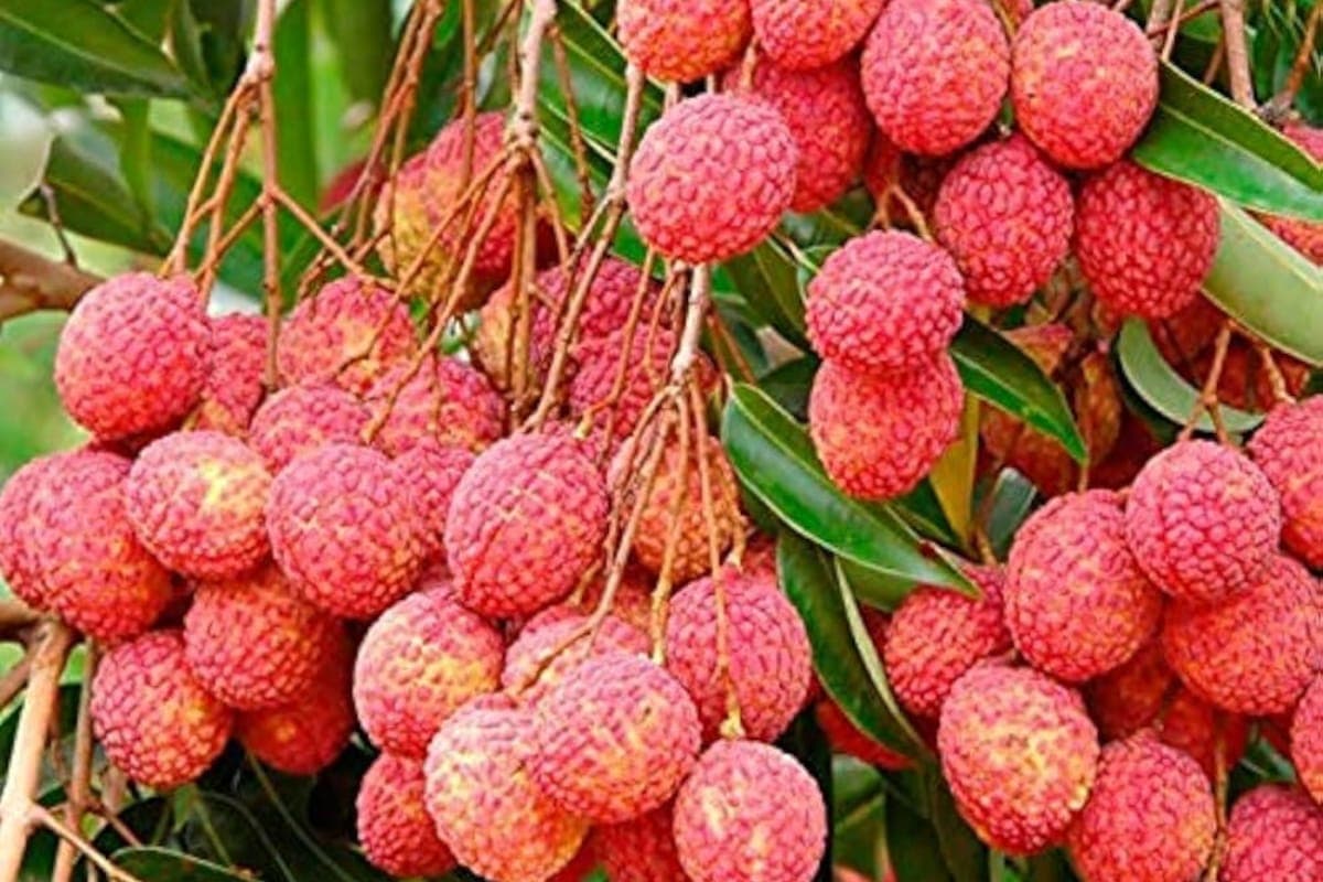 Bihar News: मुजफ्फरपुर की शाही लीची खाएंगे राष्ट्रपति द्रौपदी मुर्मू और पीएम मोदी, खूबसूरत तरीके से होगी पैकिंग