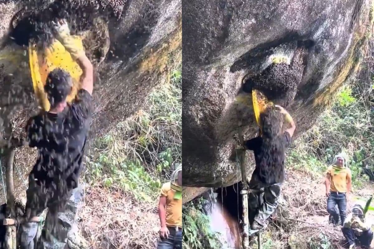 Viral Video: मधुमक्खियां भी बोली ‘भाई तू ही रख ले शहद!’ कमाल का वीडियो वायरल