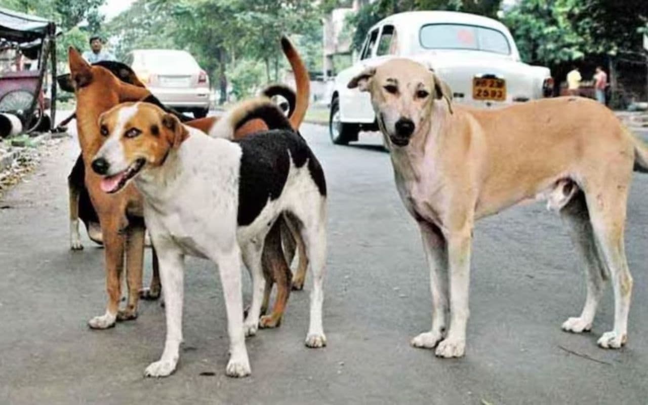 मुजफ्फरपुर में 'पागल' कुत्ते का कोहराम! जेल चौक पर 2 मासूमों समेत 4 को नोचा