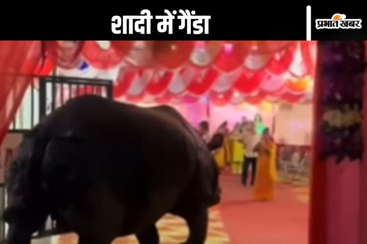 Viral Video : शादी में पहुंच गया गैंडा, देखें फिर क्या हुआ