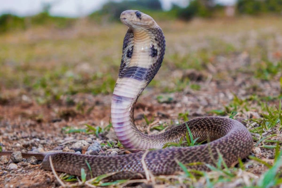 Snake Blood: किस देश के लोग पीते हैं सांप का खून? वजह जानकर कांप उठेगा कलेजा!    