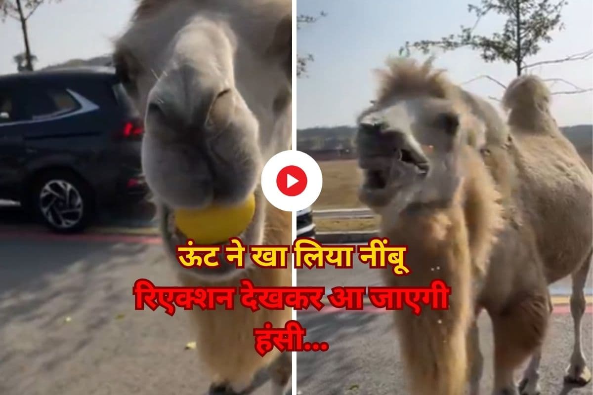 Viral Video: ऊंट को खिला दिया खट्टा नींबू, फिर जो हुआ… रिएक्शन देखकर नहीं रोक पाएंगे अपनी हंसी