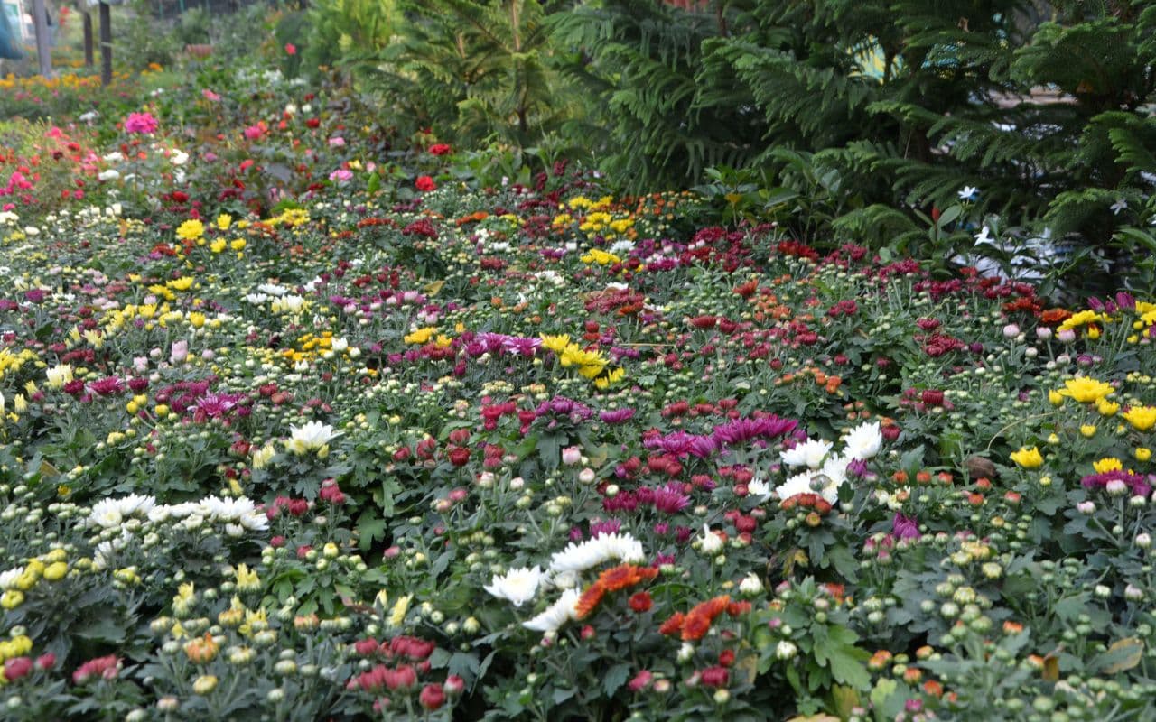 गार्डनिंग प्रेमी मॉनसून का कर रहे हैं इंतजार, जानें पौधरोपण के लिए सही समय और तरीका