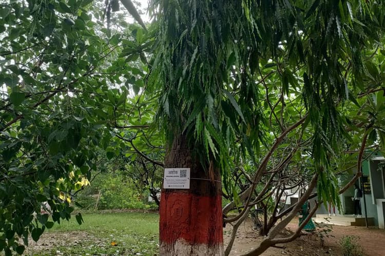 अब पेड़ खुद बताएंगे अपनी विशेषता: पटना जू में पेड़ों पर लगे QR कोड देगी रोचक जानकारी