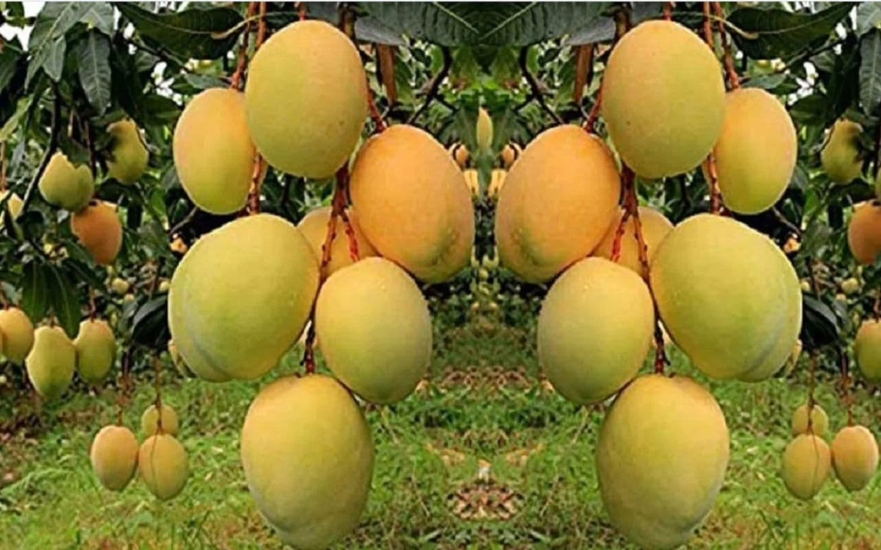 Bihar News: बांका से अमेरिका भेजी गयी 1500 किलो आम की खेप, किसानों की बड़ी आय का खुला नया द्वार