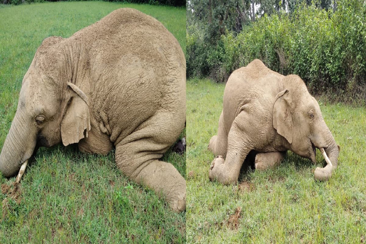 चांडिल में झुंड से बिछड़े नर हाथी की मौत, खेत में मिला शव, वन विभाग को दी गयी सूचना