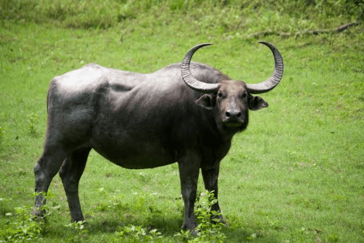 Bihar News: जंगली भैंसे ने महिला पर किया हमला, सींग से पेट फाड़ा