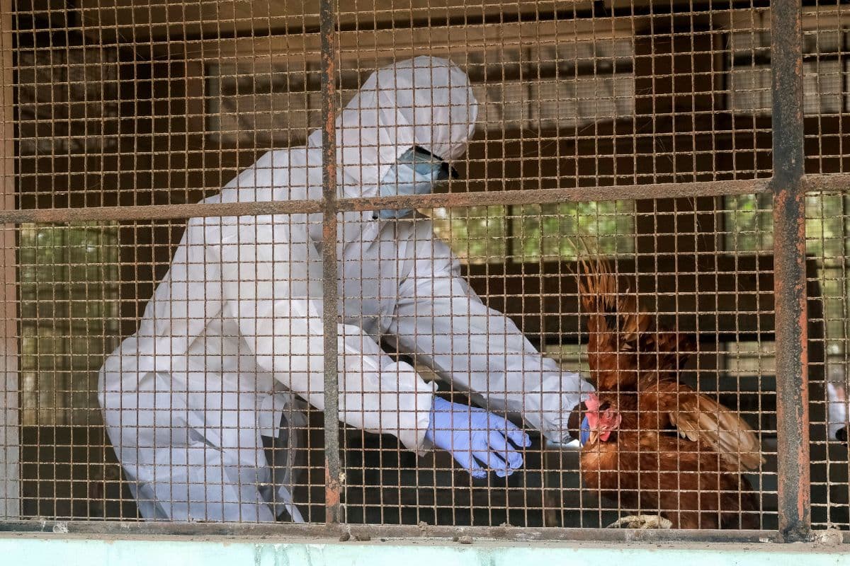 Bird Flu Bird Flu