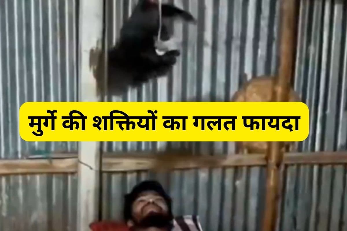Viral Video : मुर्गा है या सीलिंग फैन! वीडियो देखकर उड़ जाएंगे होश