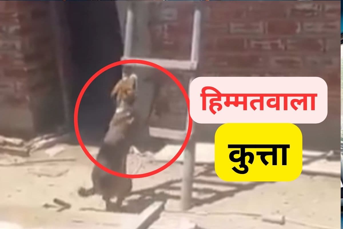 Viral Video : जल्दी हार मानने वालों को इस कुत्ते से लेनी चाहिए सीख, 37 सेकंड का वीडियो दिल जीत लेगा