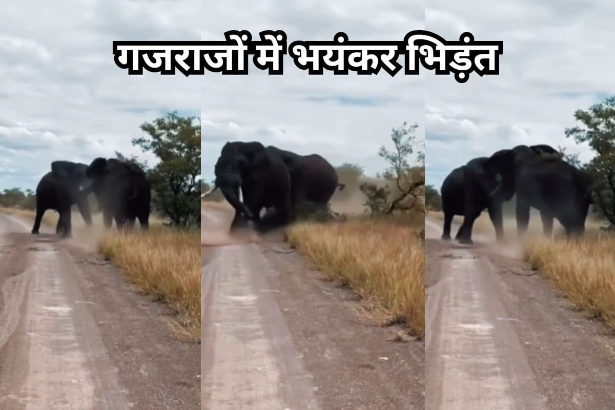 Viral Video: दो हाथियों में भयंकर भिड़ंत, खूनी संघर्ष में उखड़ गए बड़े-बड़े पेड़, देखें वीडियो