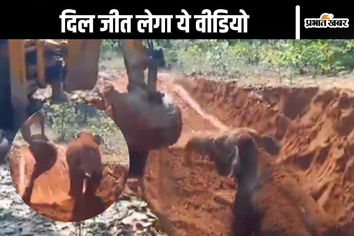Viral Video : गड्ढे में फंसा हाथी का बच्चा, JCB से किया गया रेसक्यू, बाहर निकलते ही ये गजराज ने क्या कर दिया