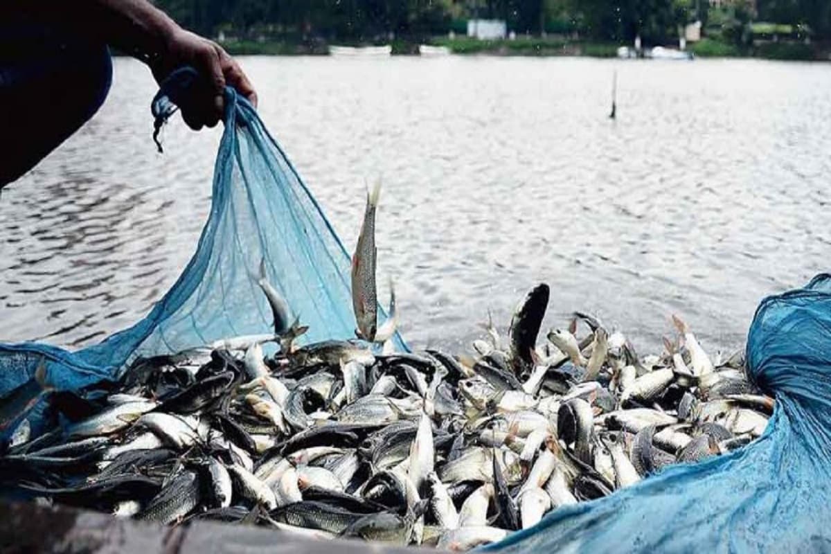 Fish Farming Fish Farming