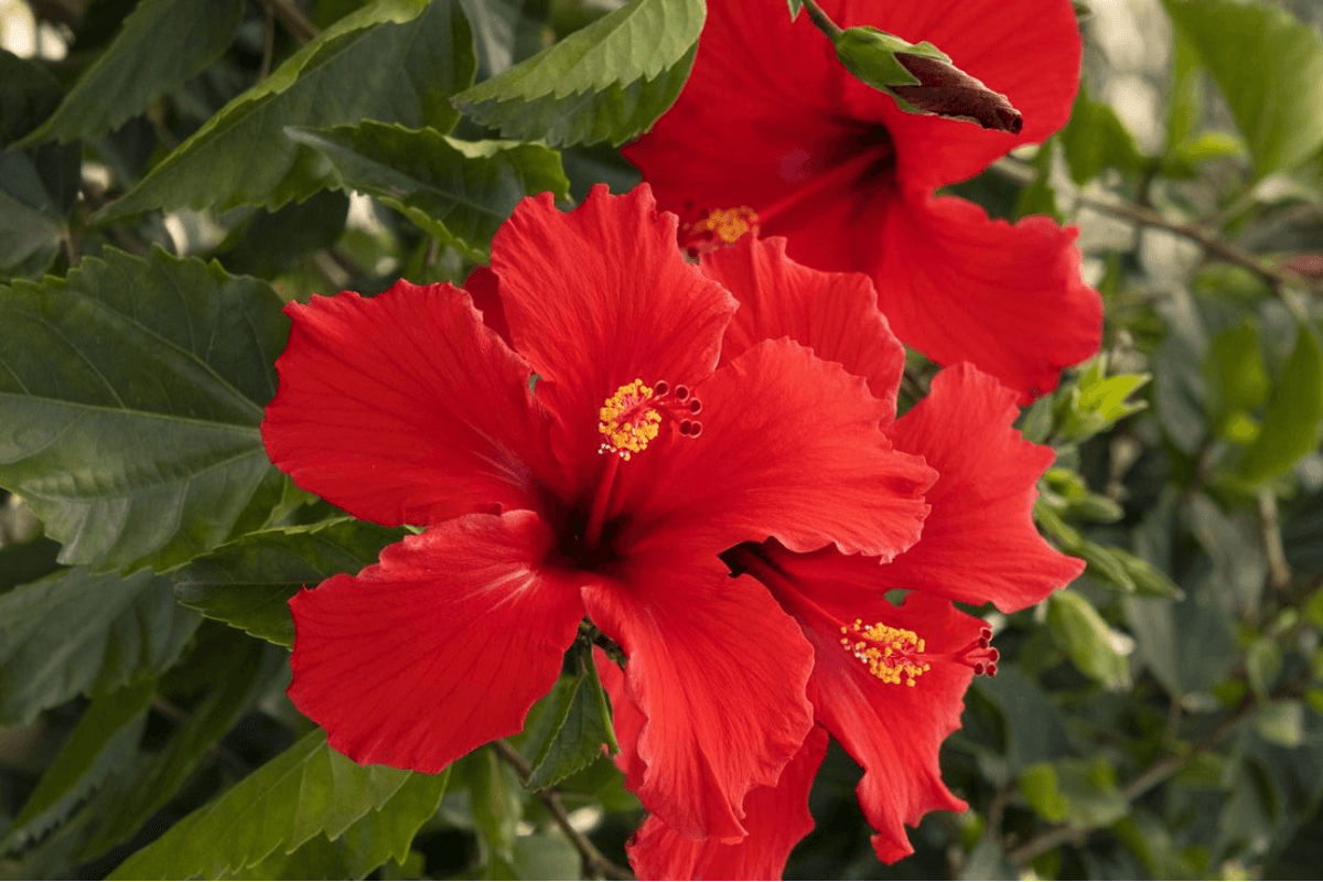 Monsoon season gardening tips