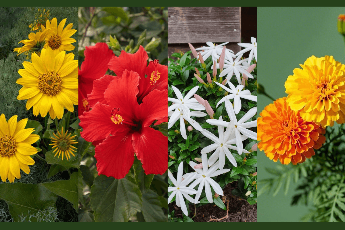Best Flowering Plants: मानसून में लगाएं ये 5 खूबसूरत फूलों वाले पौधे