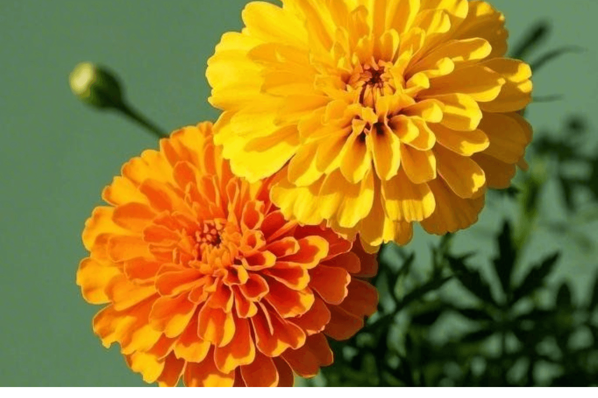 Best flowering plants for monsoon | Best Flowering Plants