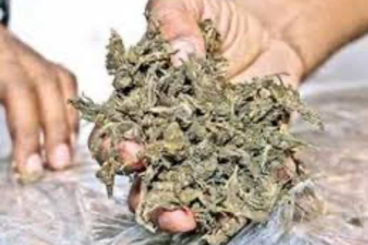 बिहार की ट्रेन में गांजा तस्करी का खेल हुआ बेनकाब, बेड रोल में छिपाए 9 किलो माल के साथ कोच अटेंडेंट गिरफ्तार