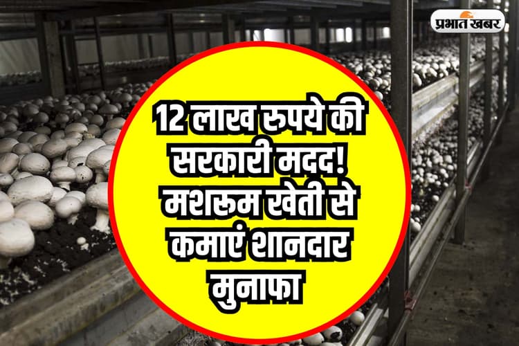 मशरूम उगाइए, लाखों कमाइए, सरकार दे रही 12 लाख रुपये तक की सब्सिडी