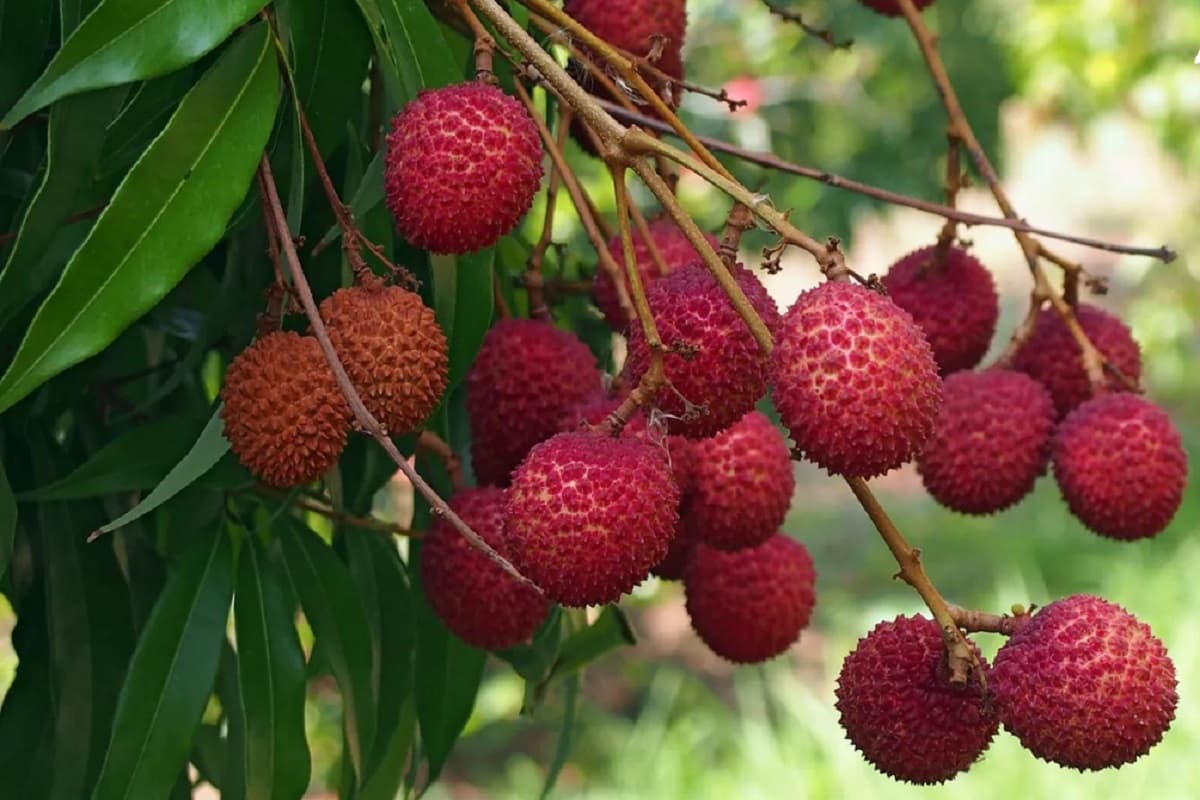 Litchis Export