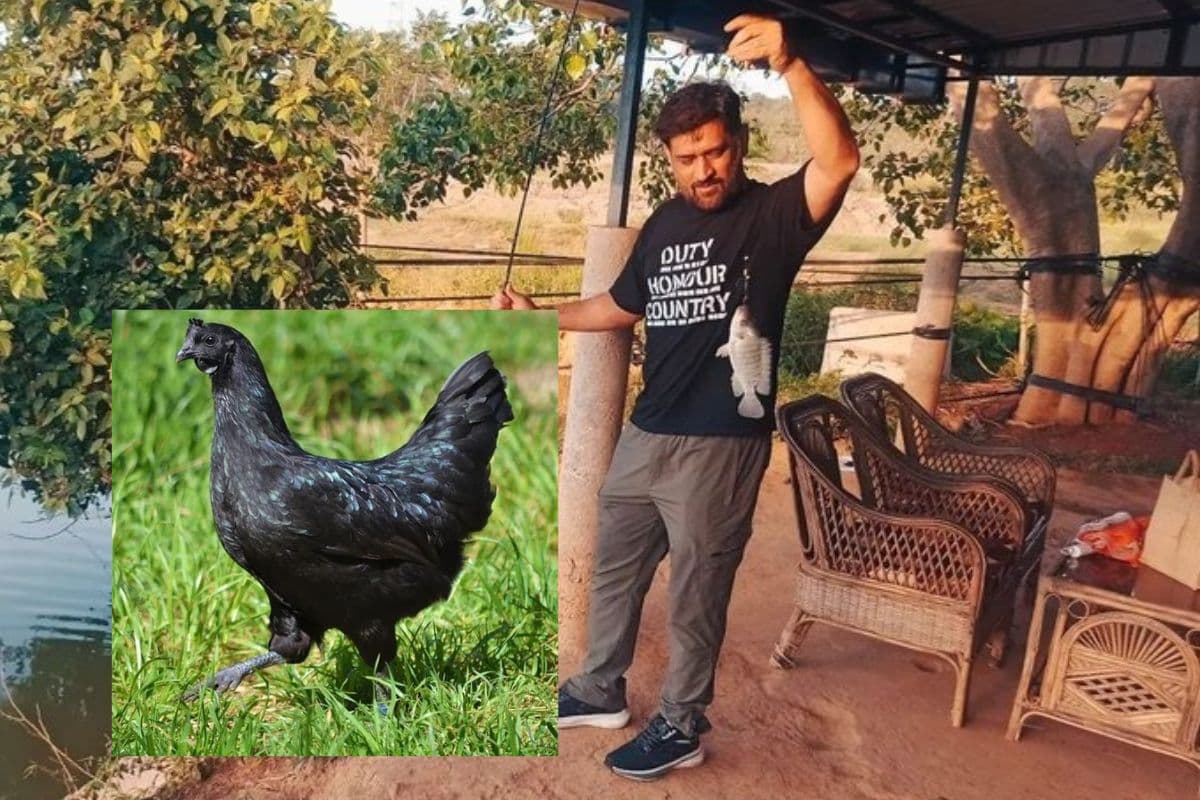 MS Dhoni: 1 हजार रुपये किलो मुर्गा बेच रहे हैं 'रांची के राजकुमार' धोनी, खासियत जान दौड़ पड़ेंगे उनके फार्म