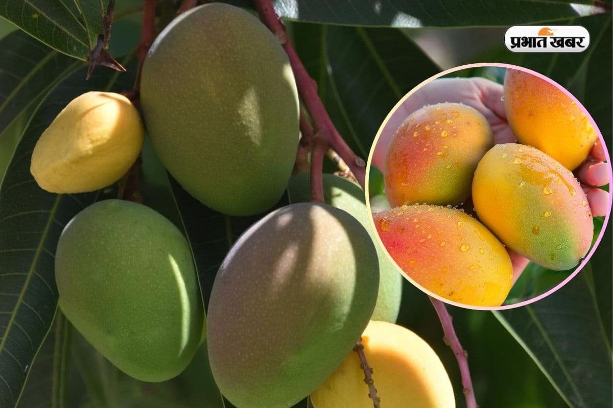 Mango Mango