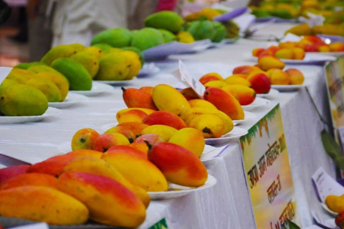 Patna News: पटना में लगेगा आम का मेला, खाओ आम-पाओ इनाम, ऑनलाइन करना होगा आवेदन