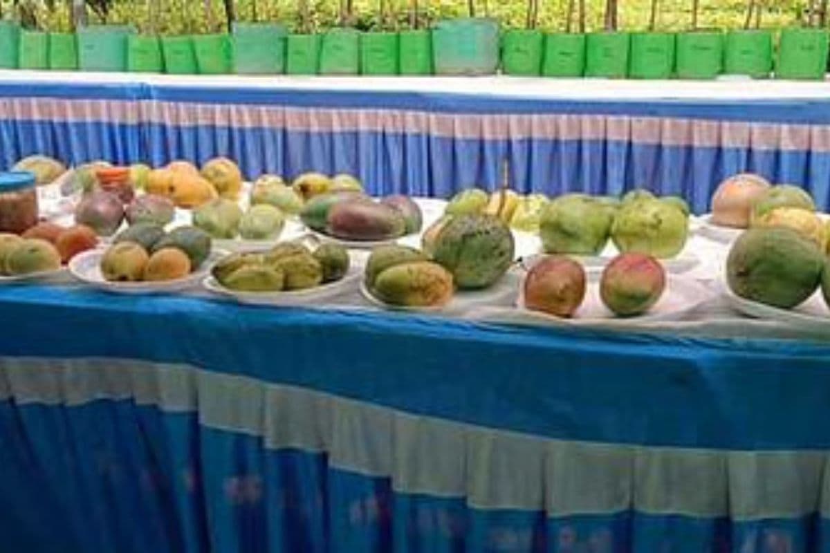 मुजफ्फरपुर में आम महोत्सव: 60 से अधिक किस्मों के आमों का अनोखा संगम