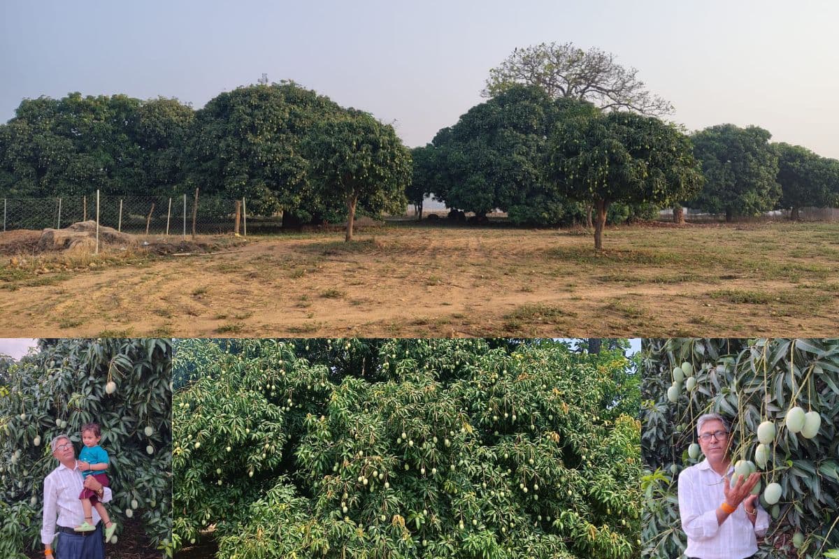 Mango cultivation in latehar Mango cultivation in latehar