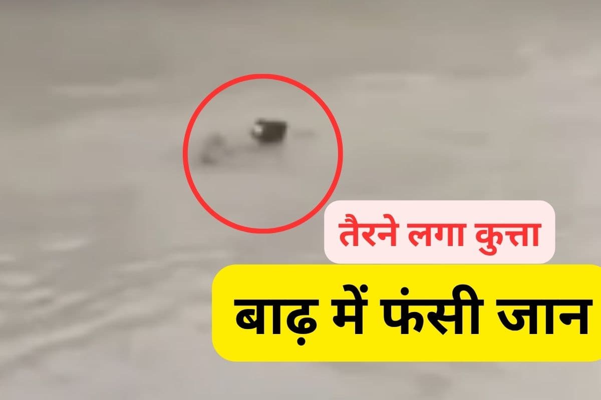 Watch Video : मणिपुर में बाढ़ से बचने के लिए पानी में तैरने लगा कुत्ता, दिल छू लेगा ये वीडियो