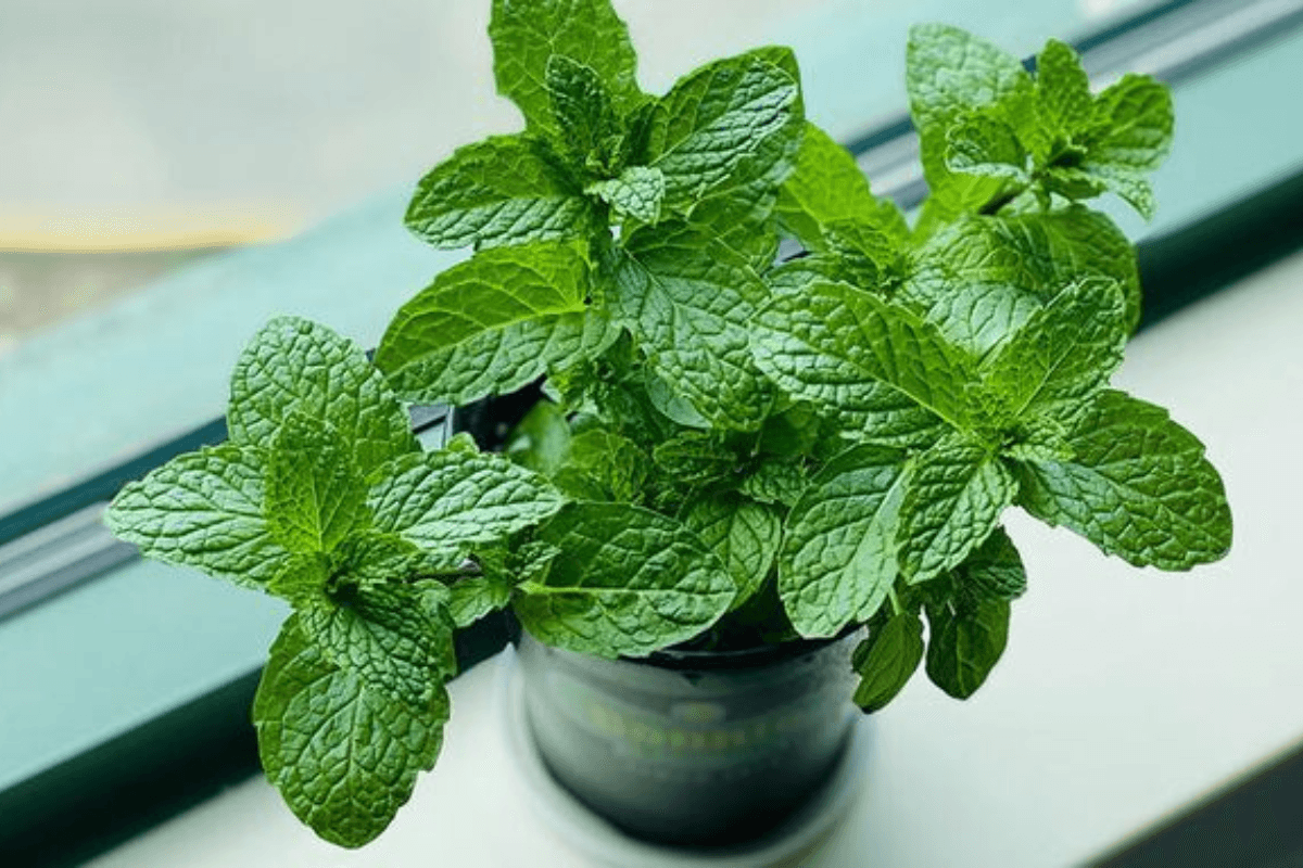 How to Make Mint Face Pack at Home: कैसे बनाएं मिंट फेस पैक घर पर