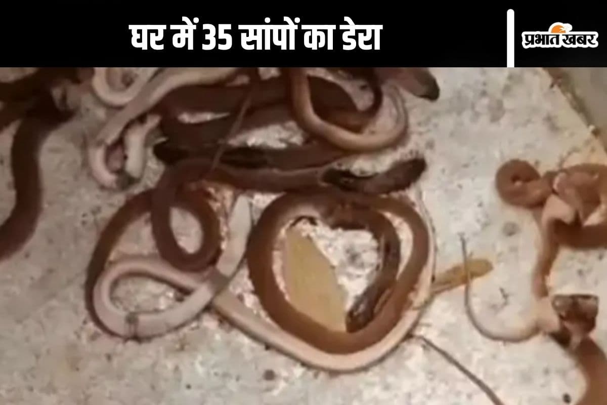 Viral Video : 1 या 2 नहीं, नाग-नागिन के साथ घर से निकले 35 सांप, वीडियो देखकर खड़े हो जाएंगे रोंगटे