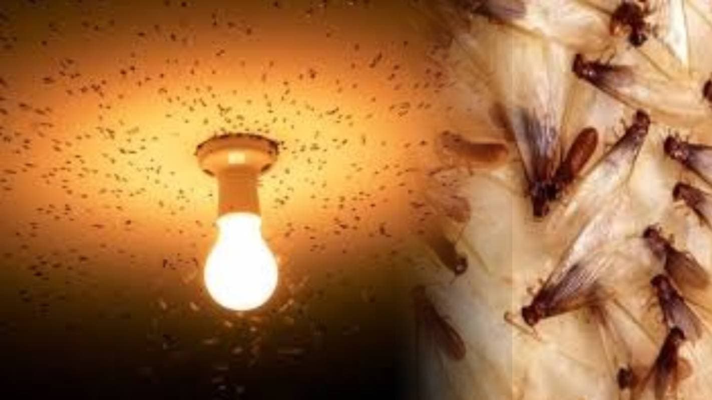 Monsoon Hacks: बारिश में पनपने वाले अनचाहे मेहमानों से हैं परेशान, तो अपनाएं ये देसी नुस्खें 