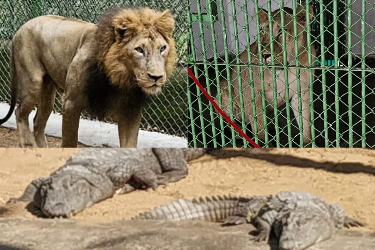 Ormanjhi _Zoo Ranchi New Guests