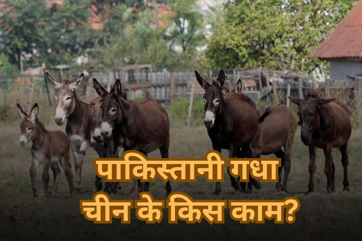 Pakistan Donkey: चीन के लिए गधे पाल रहा पाकिस्तान, लेकिन क्यों? जानकर नहीं होगा भरोसा!