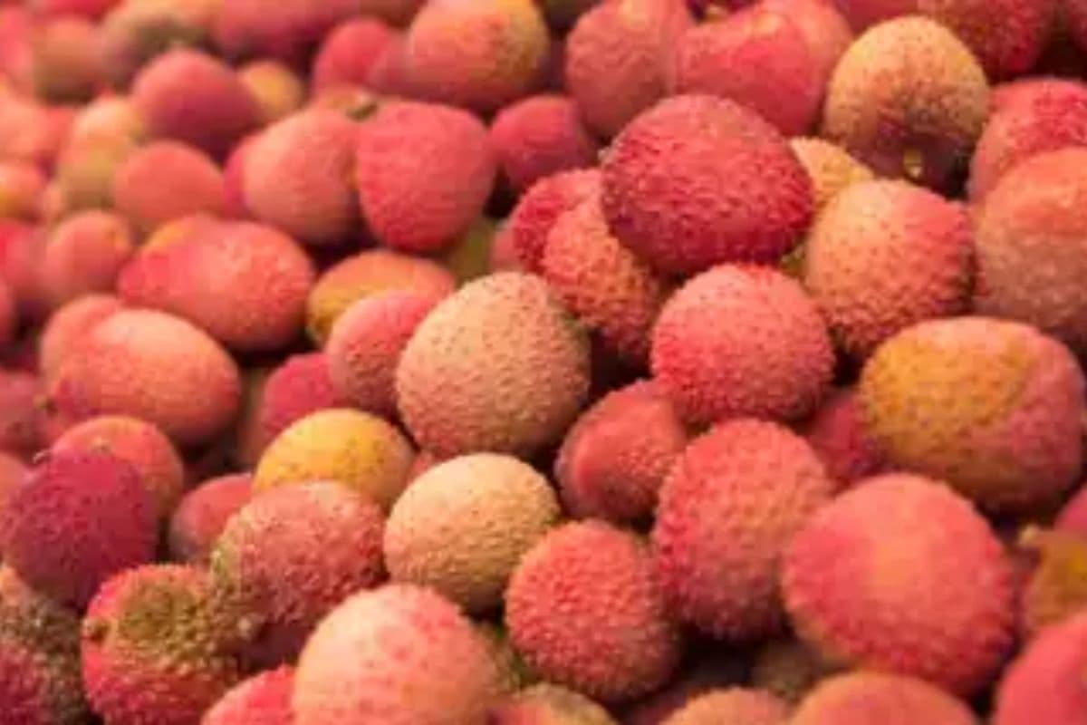 बिहार की लीची ने बनाया नया रिकॉर्ड, इस साल 250 टन हुआ कई शहरों में निर्यात