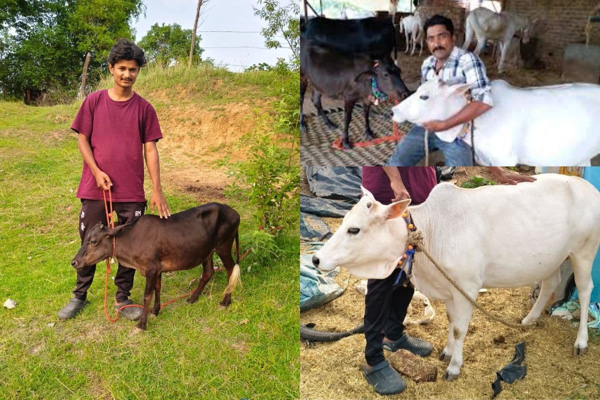 Punganur Cow In Kanke Jharkhand Punganur Cow In Kanke Jharkhand