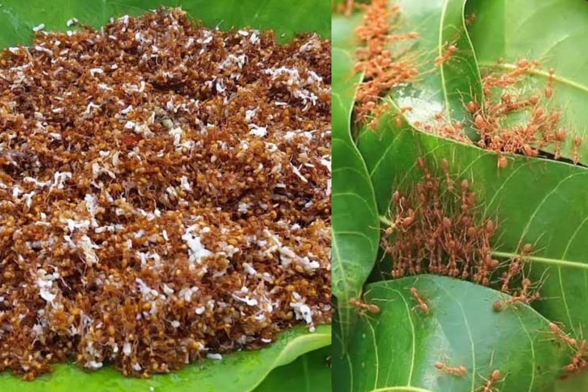Red Ant Chutney Red Ant Chutney