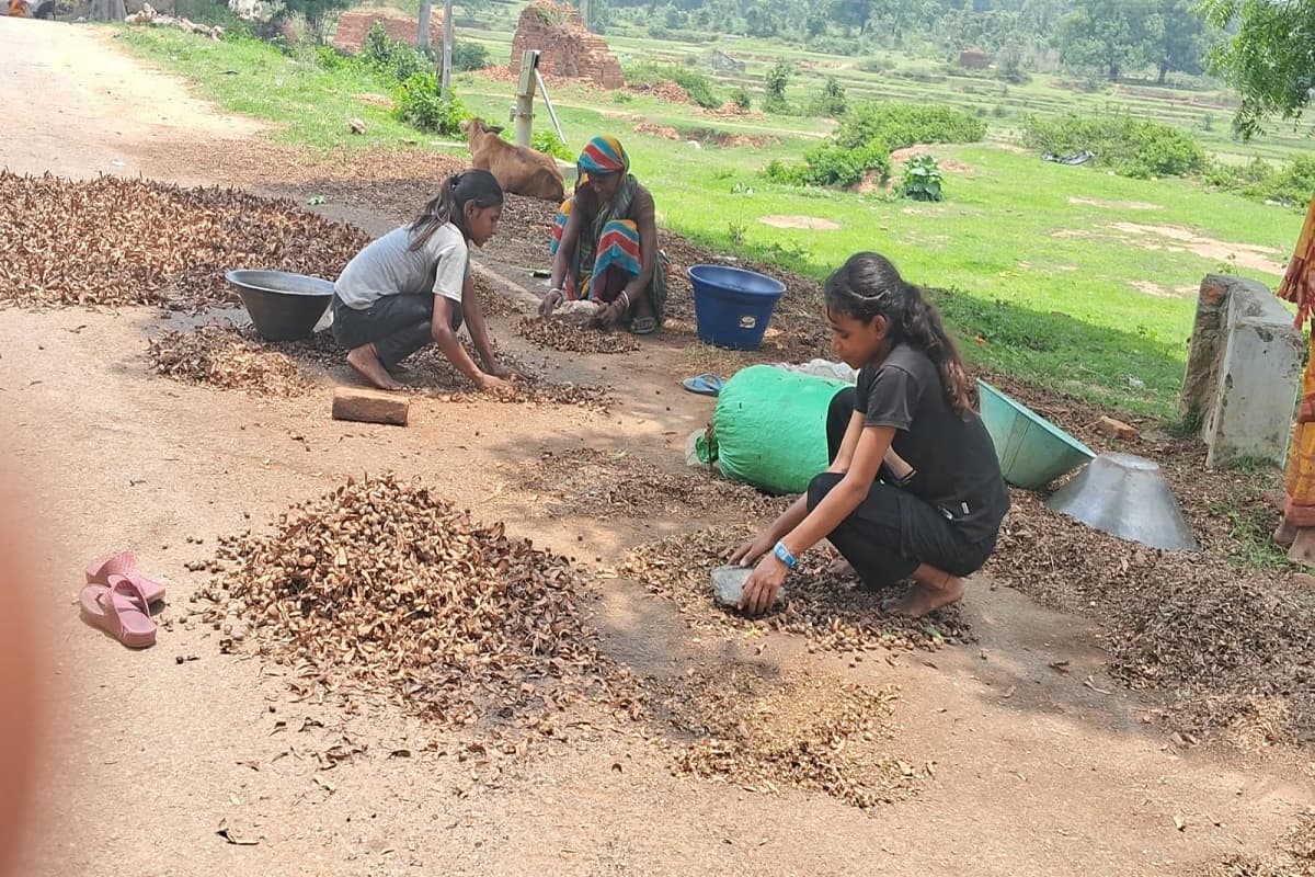 Rural women collecting Sal seeds