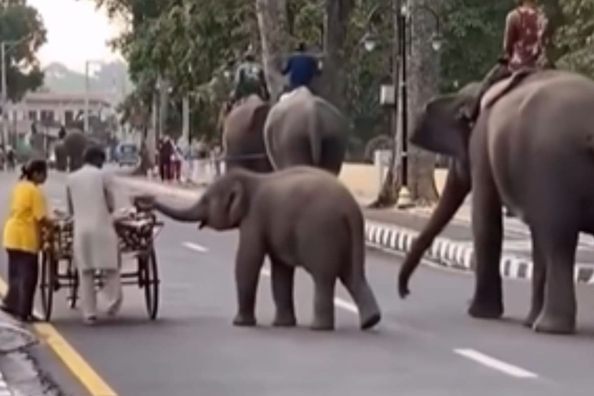 Viral Video: खीरा छीनकर भागते हुए नन्हे हाथी का वीडियो हुआ वायरल!