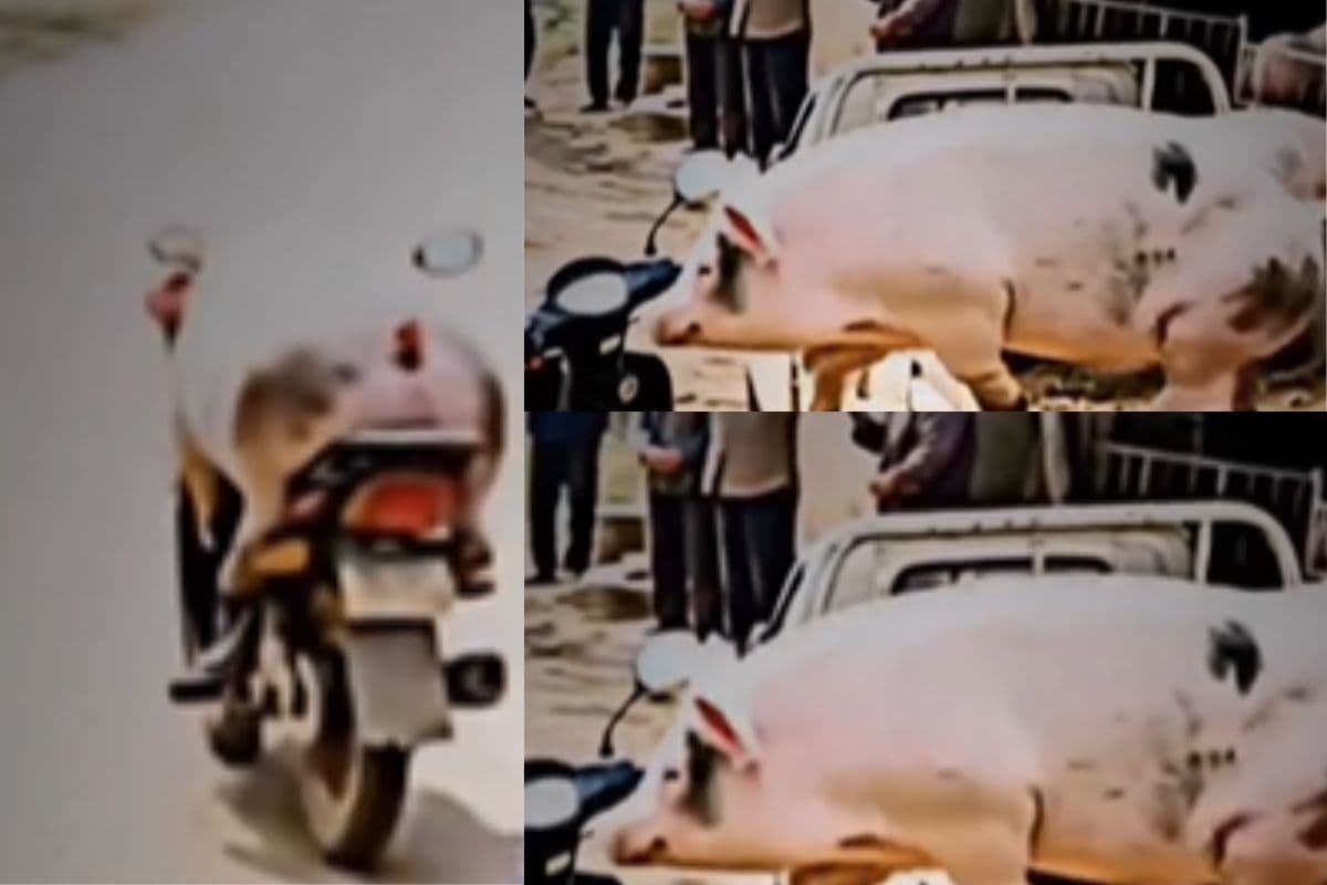 Viral Video: सुअर को चढ़ा स्कूटी चलाने का शौक, वीडियो देखकर उड़ जाएंगे होश