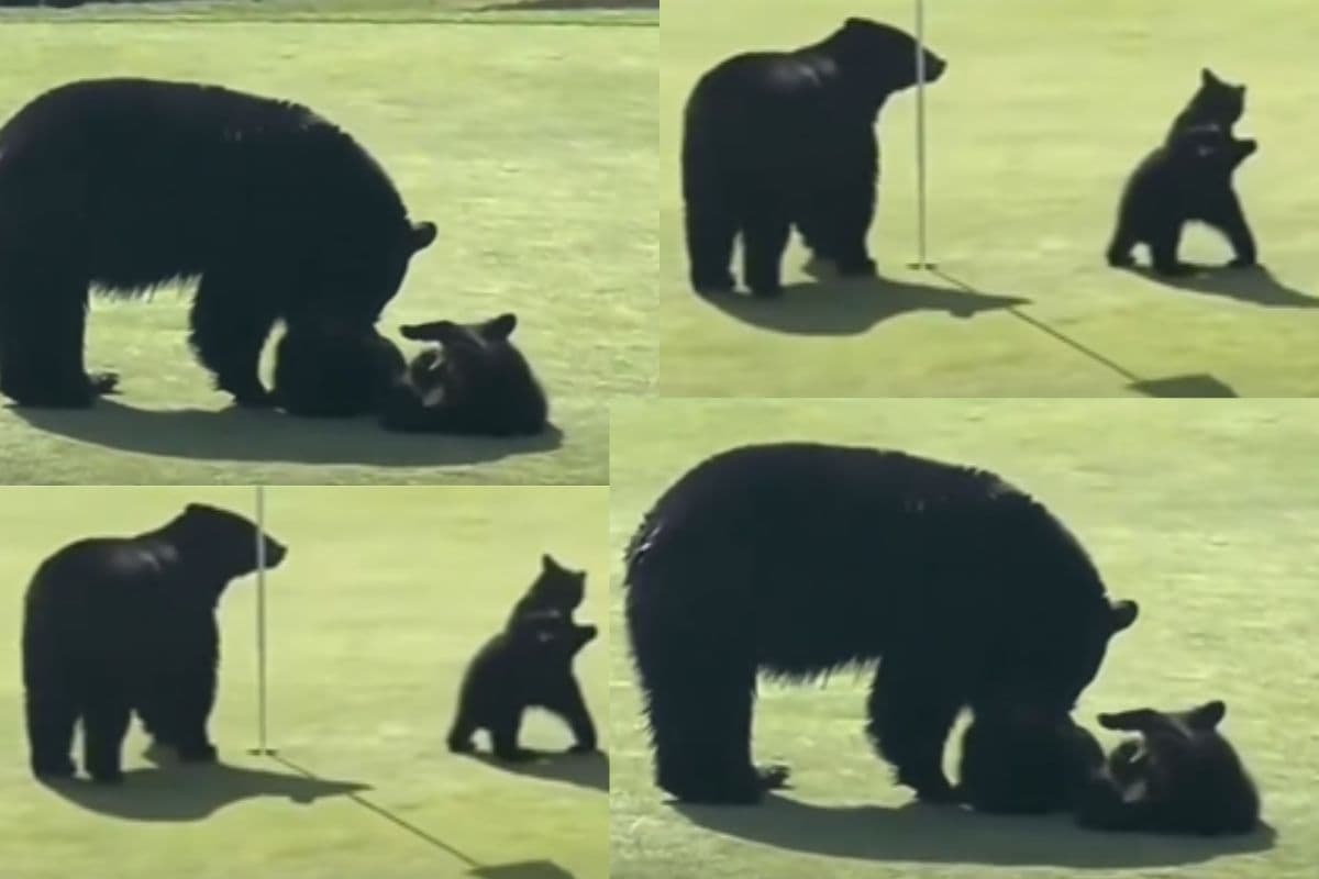 Viral Video : बच्चों की उठा-पटक से मां भालू हुई परेशान, सिखाया ऐसा सबक कि हंसकर लोटपोट हुए लोग