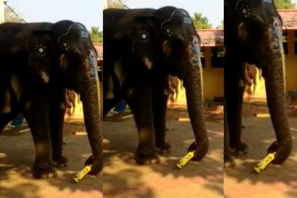 Viral Video: क्रिकेटरों का बाप निकला हाथी, लगाए ऐसे चौके-छक्के कि वीडियो हो गया वायरल