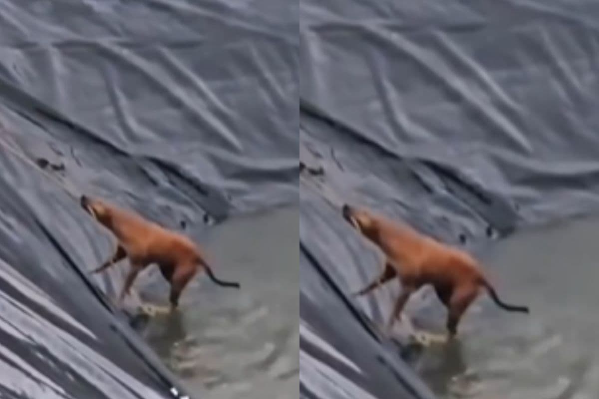 Viral Video: पानी से भरे गड्ढे में फंसा डॉग, वीडियो में देखें कैसे रस्सी बनी जीवनरेखा