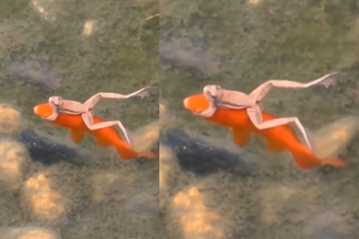 Viral Video: मछली की पीठ पर सवारी करते दिखा मेंढक, वीडियो हुआ वायरल 