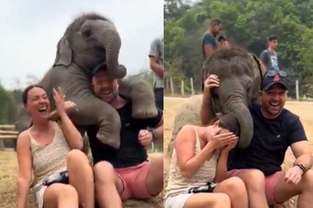 Viral Video: नन्हे हाथी और पति-पत्नी के बीच फोटो खिंचवाने की जंग, वीडियो देखकर नहीं रुकेगी हंसी