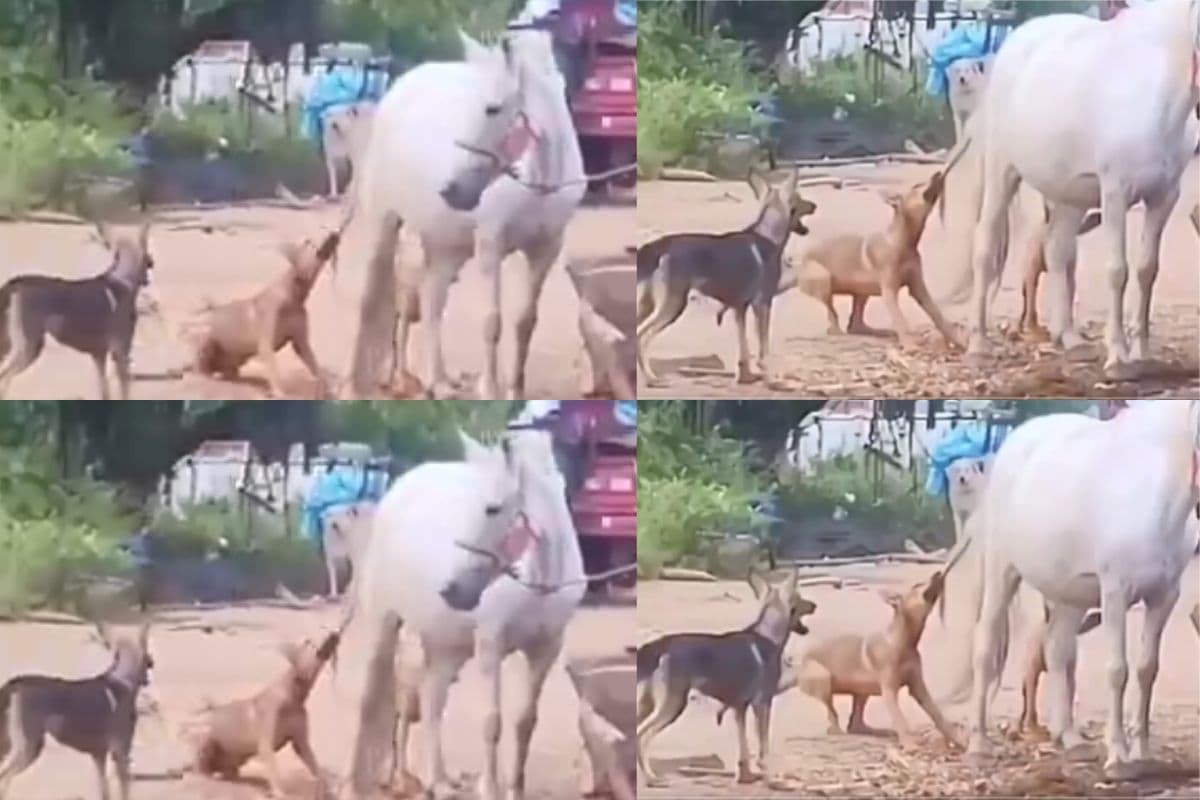 Viral Video: घोड़े की पूंछ से पंगा पड़ा भारी, कुत्तों को पड़ी ऐसी लात कि दिन में दिख गए तारे