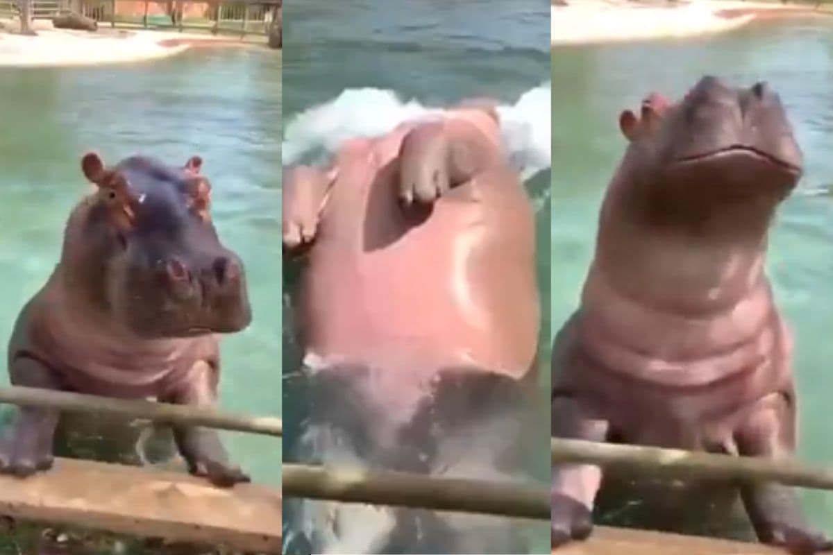 Viral Video: Swimming पूल में हिप्पो ने दिखाया जलवा, उछल-उछलकर तैरते हुए वीडियो वायरल