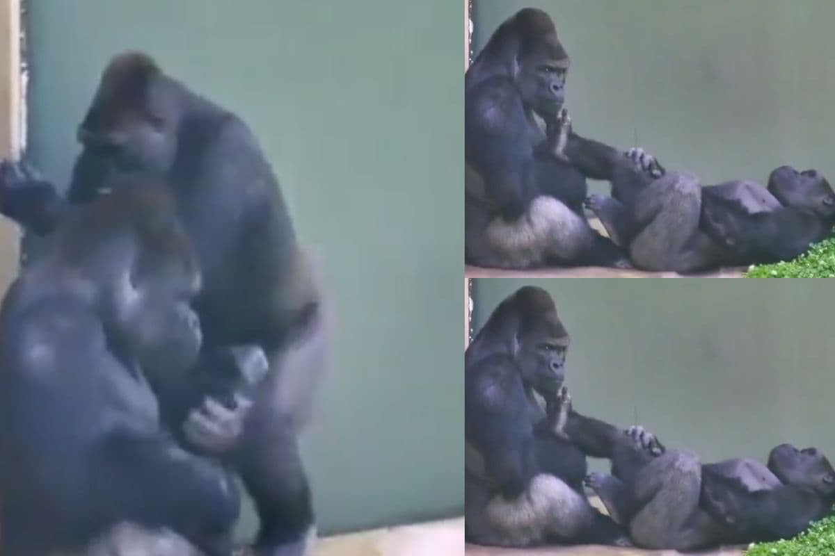 Viral Video: गोरिल्ला कपल्स की लड़ाई में मादा पड़ी नर पर भारी, बाल नोचकर कूटते हुए वीडियो वायरल
